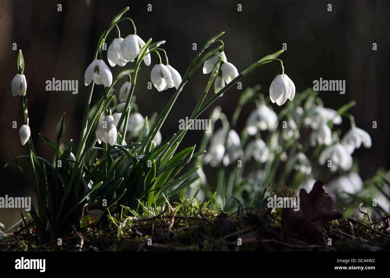 Historical and Cultural Significance of February 8th